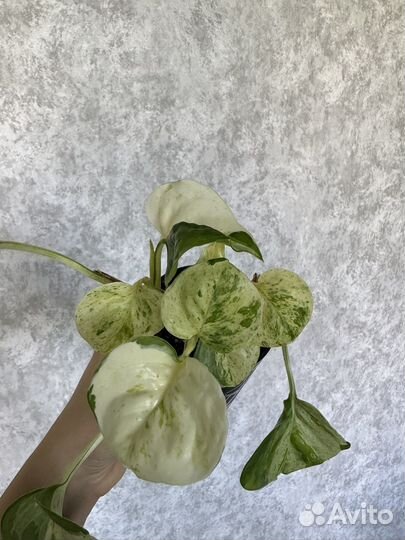 Эпипремнум (сциндапсус) марбл эпл apple