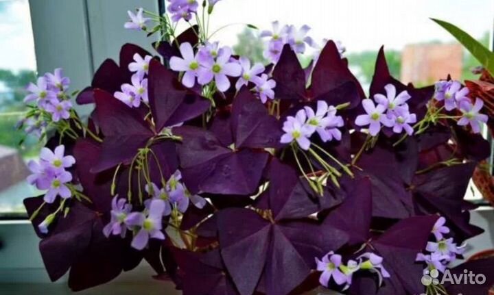 Кислица (Оскалис)