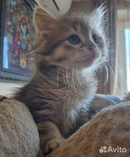 Сибирский богатырь с прекрасной родословной