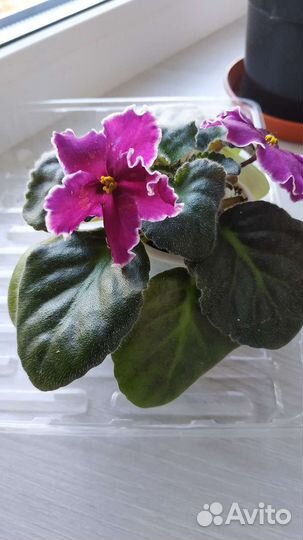 Фиалка.Детка.Цветущая