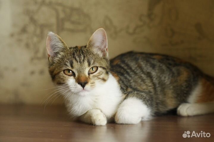 Котенок Рыся ищет семью