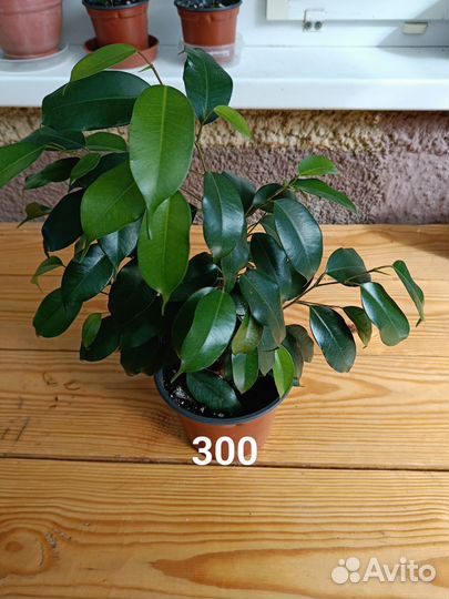 Фикус бенджамина