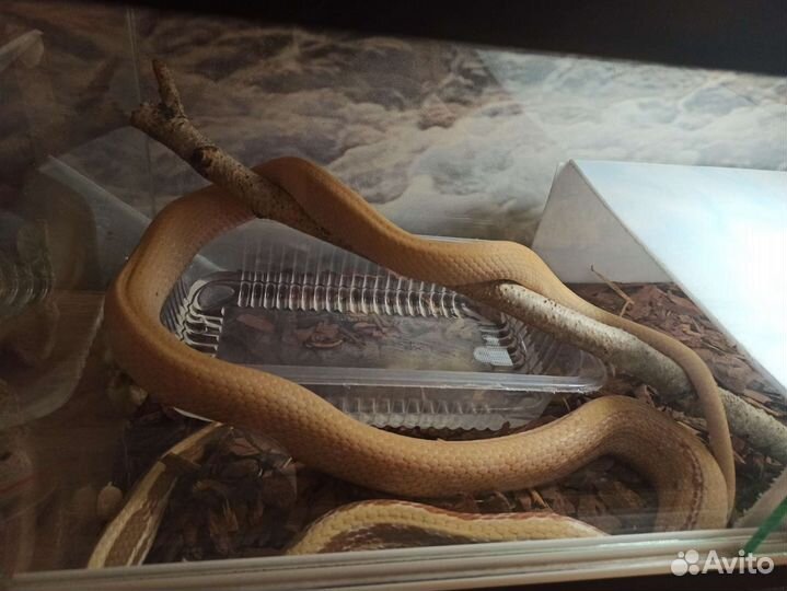 Полоз лучистый