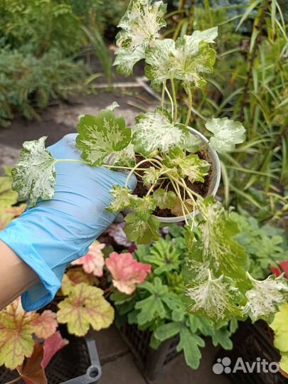 Саженцы гейхеры