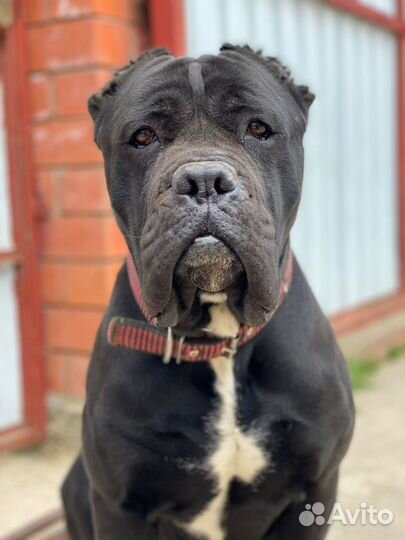 Кане Корсо. Вязка