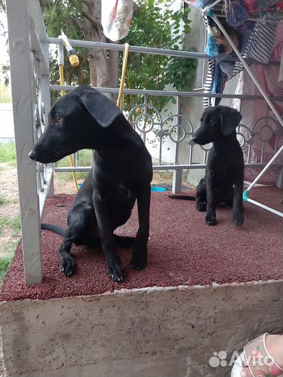 Собаки бесплатно