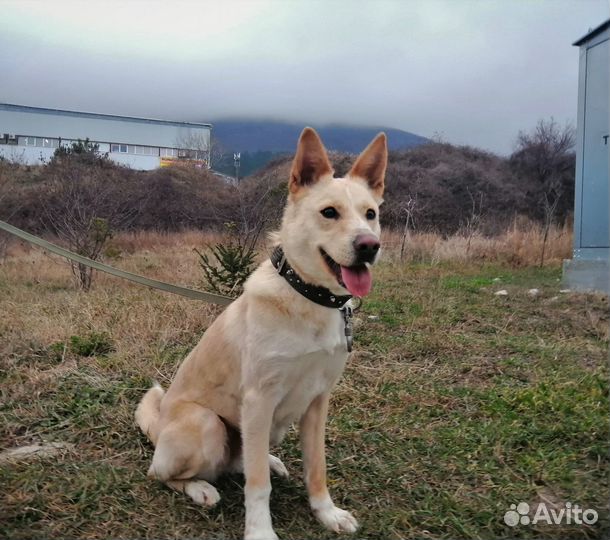 Собака в добрые руки