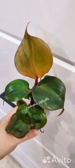 Филодендрон Ред Харт(Блек Кардинал твист)