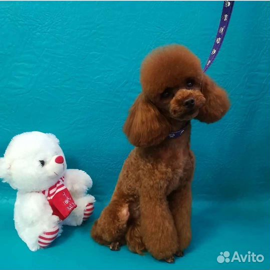 Красивые стрижки для ваших питомцев