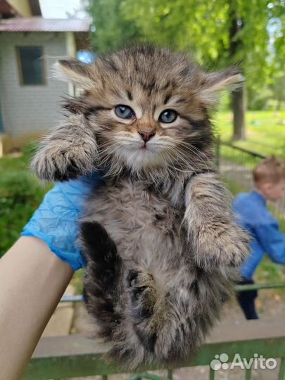 Отдам котят в добрые руки