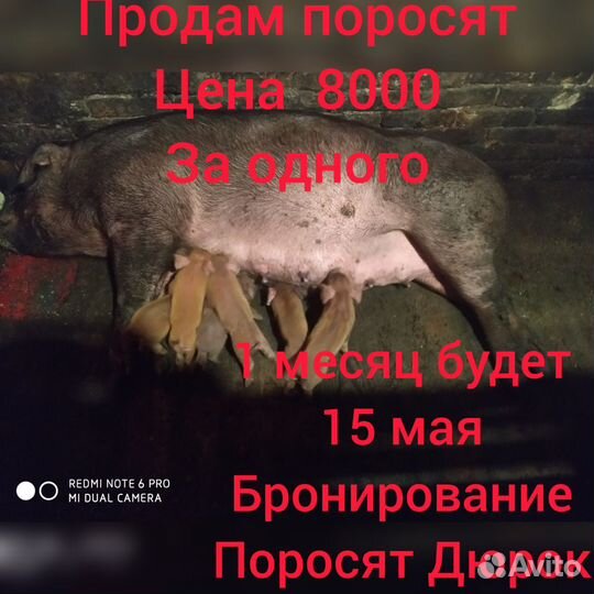 Поросята Дюрок