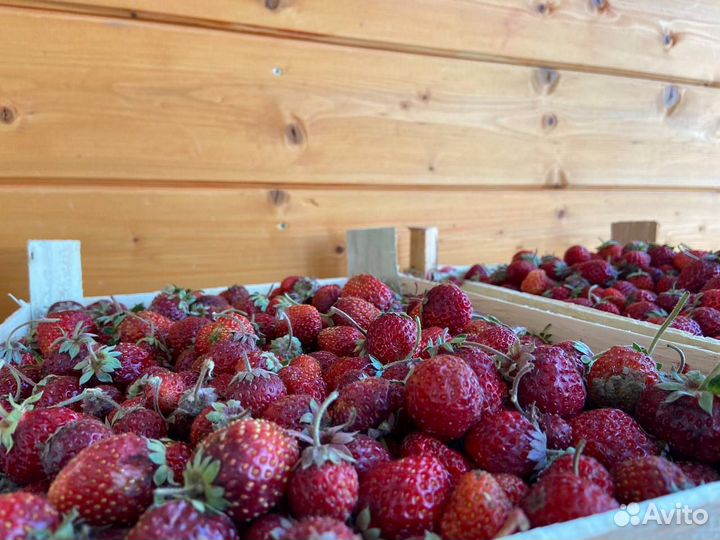 Клубника свежая