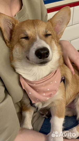 Продажа собак щенков