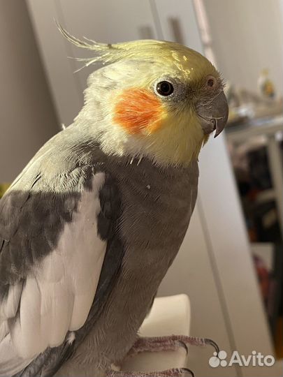 Попугай корелла мальчик и девочка, пара