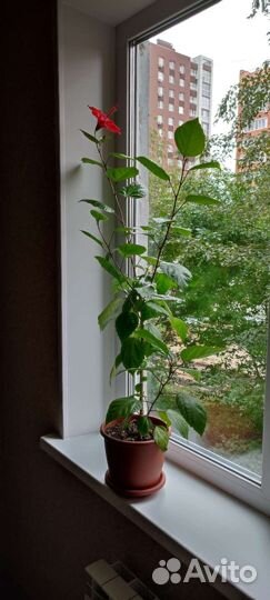 Комнатные цветы гибискус (розан)