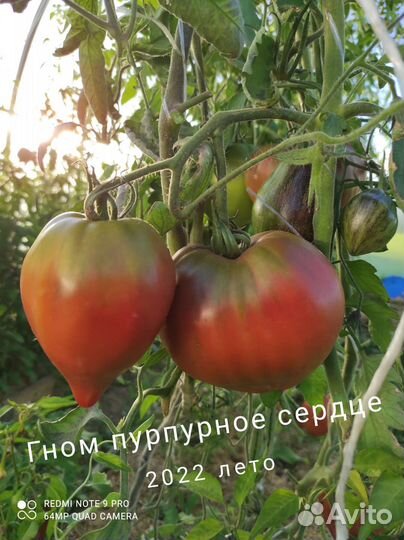 Семена коллекционных томатов