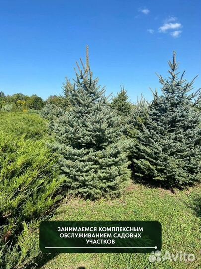 Ель Голубая колючая, крупномер