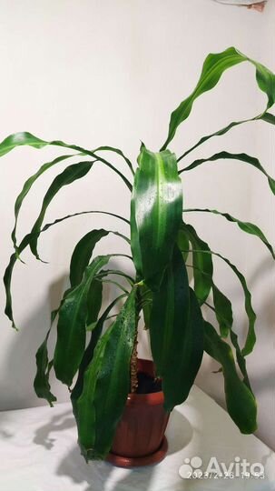 Драцена массанджеана