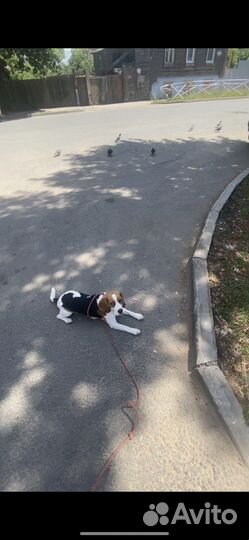 Зоопсихолог для собак