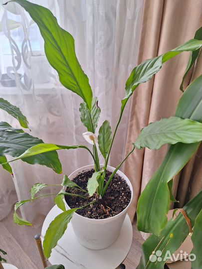 Спатифиллум