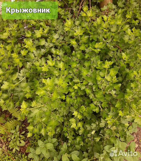 Саженцы крыжовника