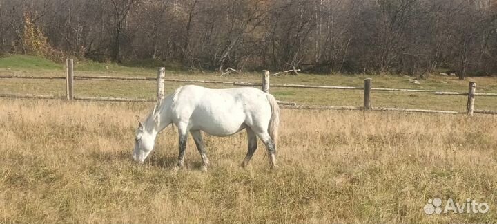 Кобыла и жеребята