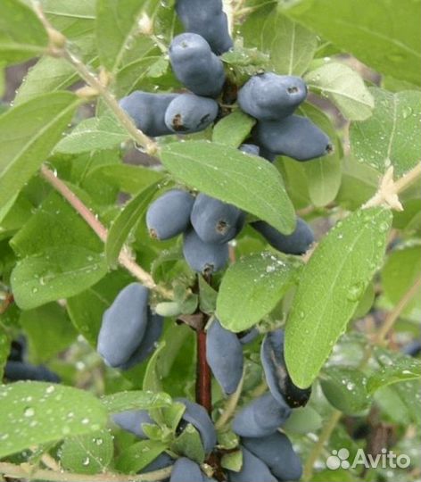 Саженцы жимолости Зимородок