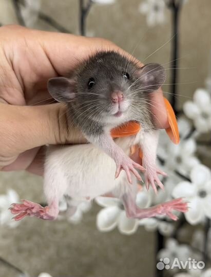 Крысы Дамбо. Крысята Дамбо от питомника