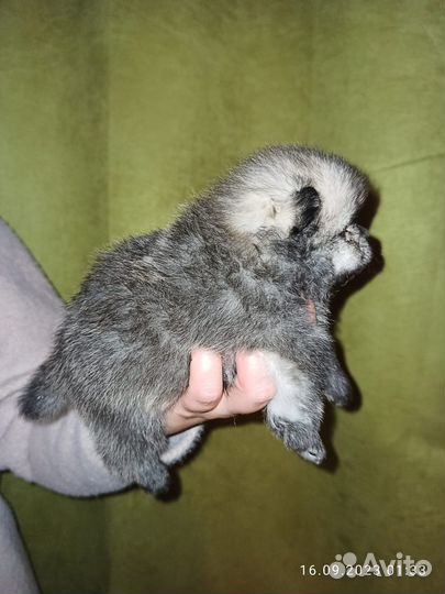 Немецкий шпиц