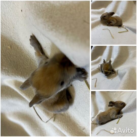 Крольчата мини