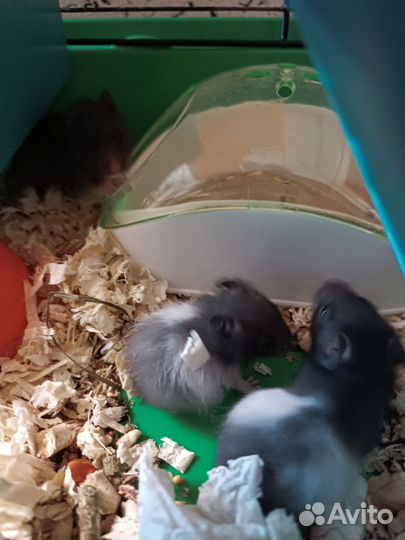 Сирийский хомяк