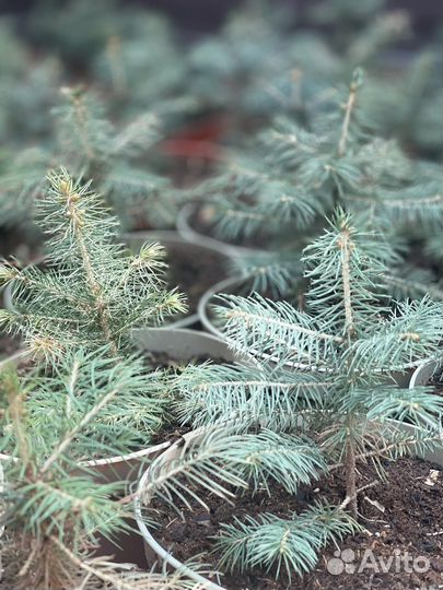 Саженцы ель голубая