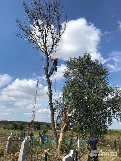 Профессиональный спил деревьев
