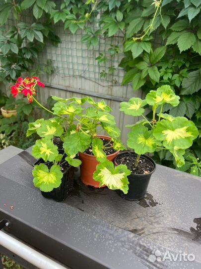 Пеларгония герань