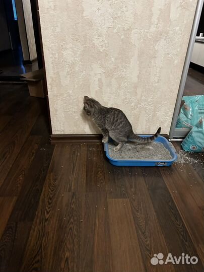 Котенок в дар