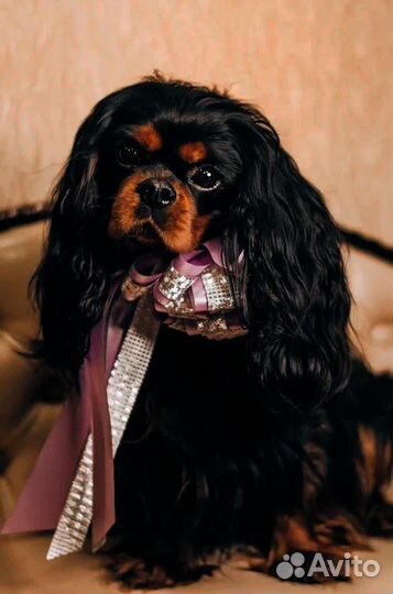 Кавалер Кинг Чарльз Спаниель кобель на вязку