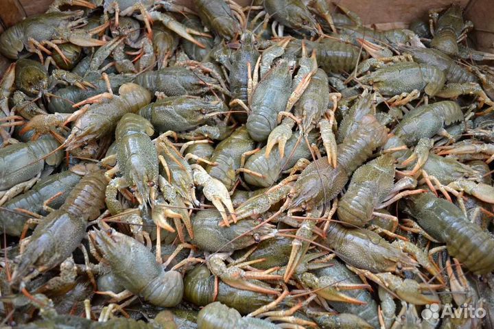 Живые раки