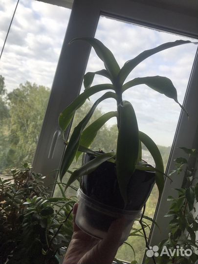 Дендробиум