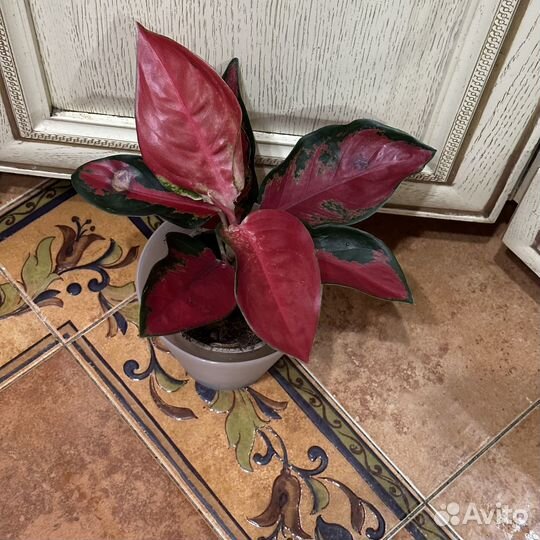 Аглонемы разные