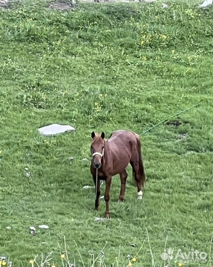 Лошадь жеребец