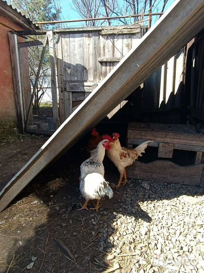 Молодые петухи