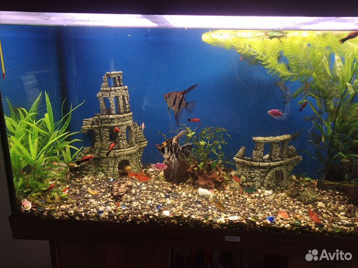 Аквариум со всем содержимым