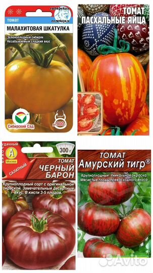 Рассада помидор для теплицы