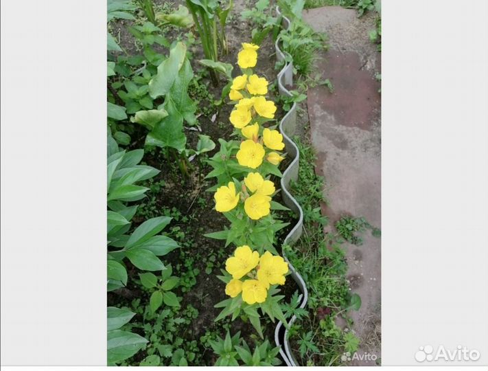 Энотера, тюльпаны