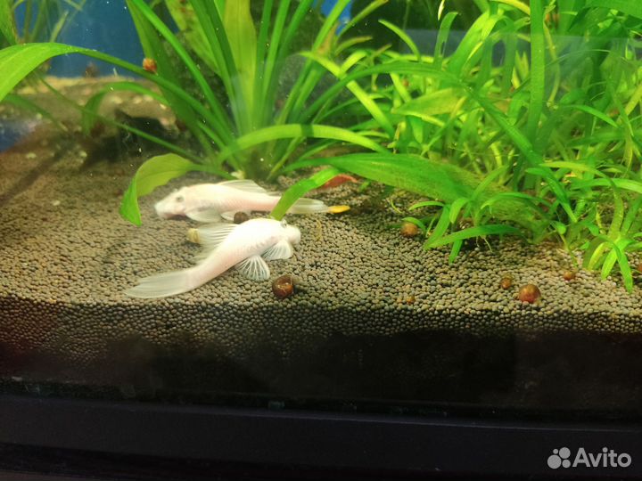 Эхинодорус амазонский