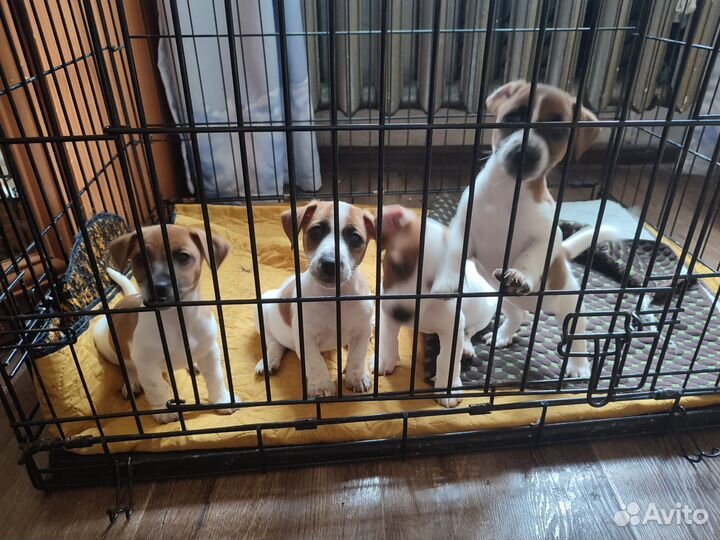 Щенки джек рассел терьер