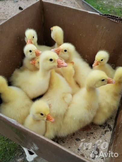 Продам гусят