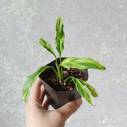 Спатифиллум Дели Индонезия желтыйвар