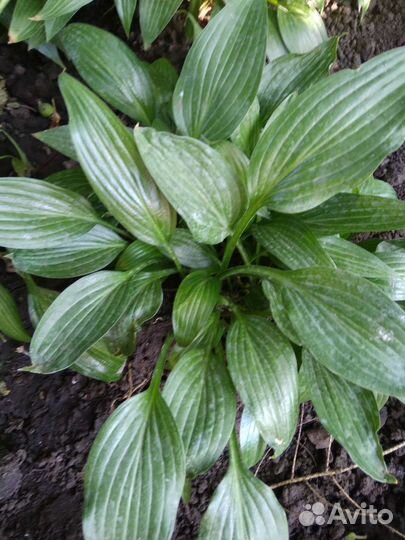 Хоста кустик