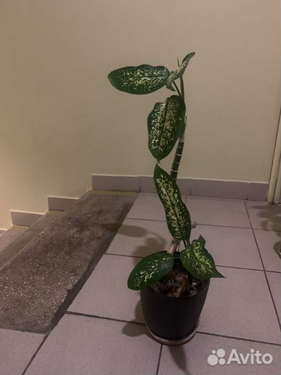 Диффенбахия